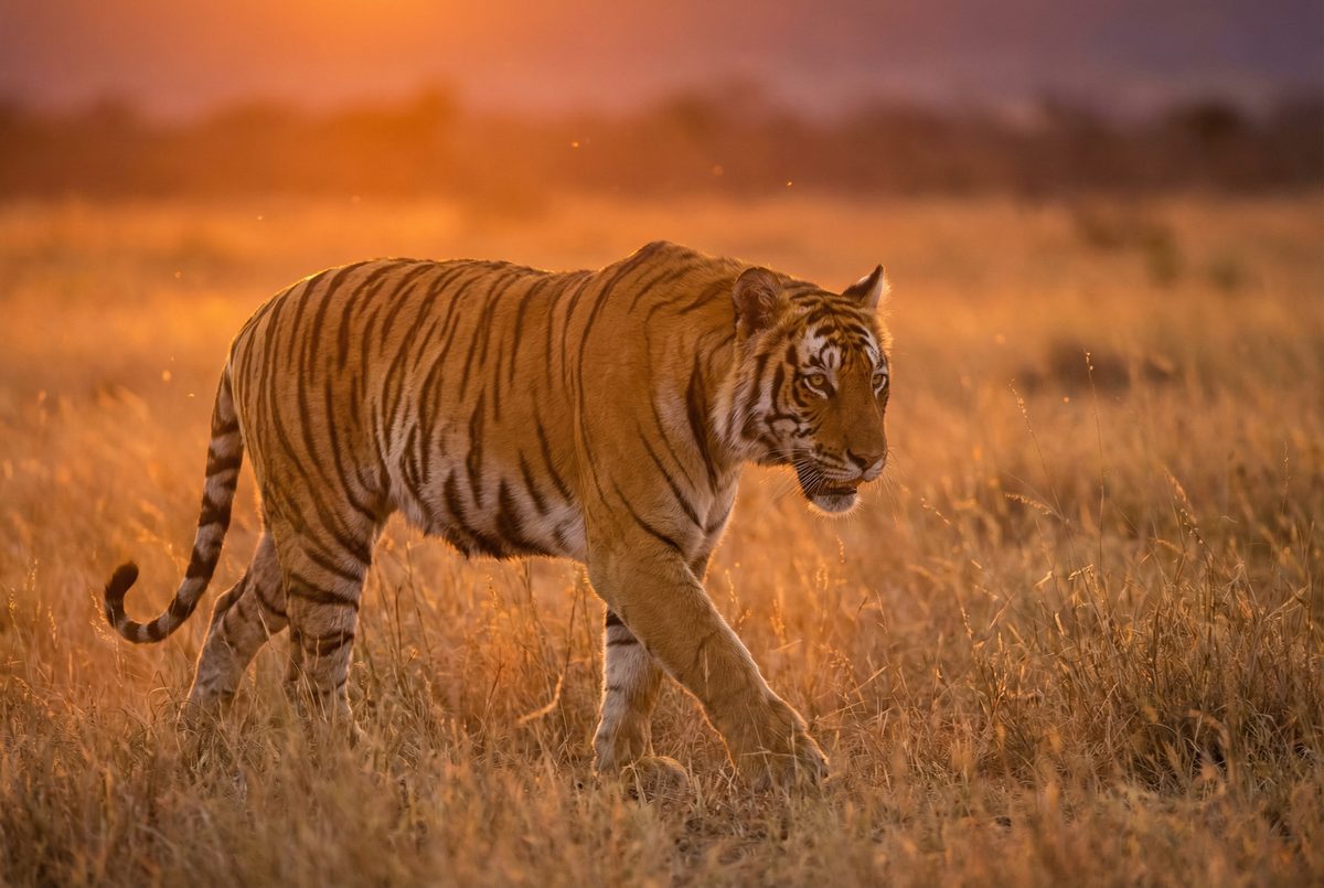 黑料动物MV视频 动物写真MV视频演示